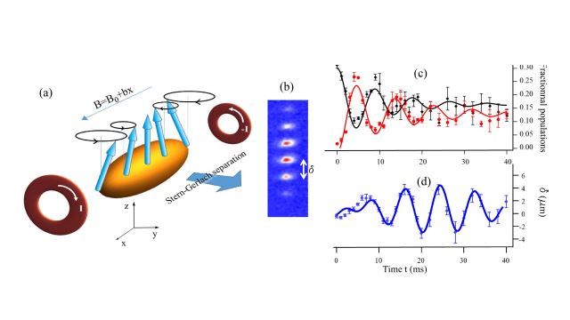 Caption: in presence of magnetic inhomogeneities, spins in a BEC rotate around their initial direction, with a position dependent amplitude (a). This collective behavior indicates a spin mode, where spin components populations (c) and spatial separation (d) oscillate with the same frequency